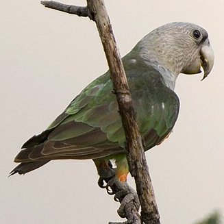 Poicephalus fuscicollis (Grey-headed parrot) 
