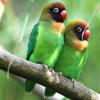 Agapornis nigrigenis (Black-cheeked lovebird) 
