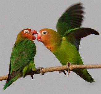Agapornis lilianae (Lilian's lovebird)