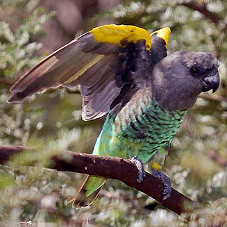 Poicephalus meyeri (Meyer's parrot) 