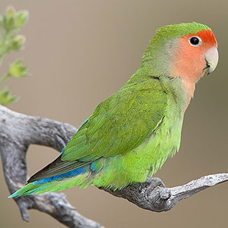 Agapornis roseicollis (Rosy-faced lovebird) 