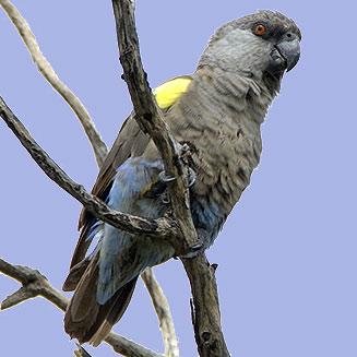 Poicephalus rueppellii (Rppell's parrot) 