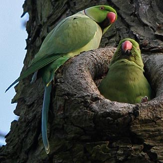 Psittacula krameri (Rose-ringed parakeet)