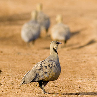 Pterocles gutturalis (Yellow-throated sandgrouse) 