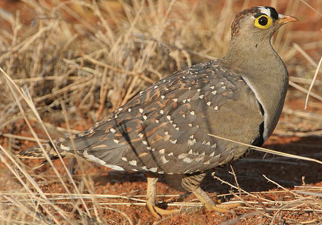 Pterocles bicinctus (Double-banded sandgrouse) 