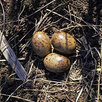 Pterocles gutturalis (Yellow-throated sandgrouse)