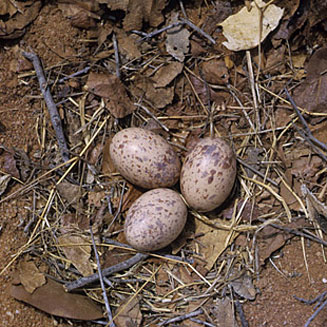 Pterocles bicinctus (Double-banded sandgrouse) 