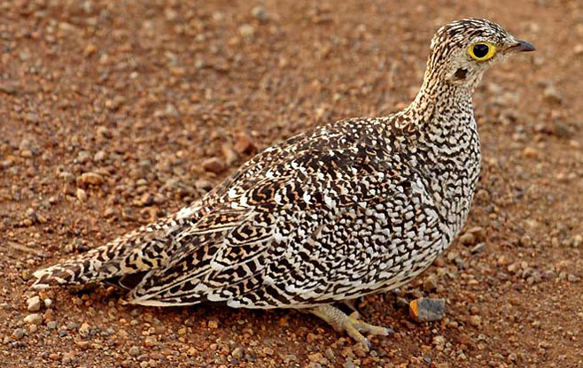 Pterocles bicinctus (Double-banded sandgrouse) 