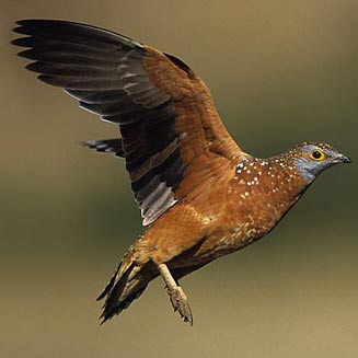 Pterocles burchelli (Burchell's sandgrouse) 