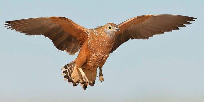 Pterocles burchelli (Burchell's sandgrouse) 