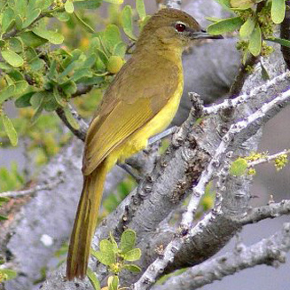 Chlorocichla flaviventris (Yellow-bellied greenbul, Yellow-bellied bulbul) 
