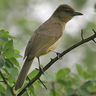 Chlorocichla flaviventris (Yellow-bellied greenbul, Yellow-bellied bulbul) 