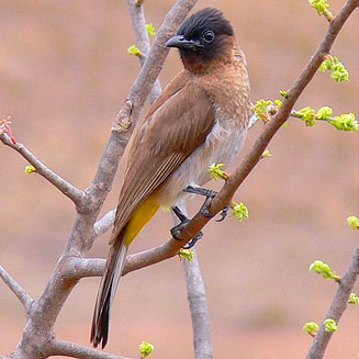 Pycnonotus tricolor (Dark-capped bulbul, Black-eyed bulbul)