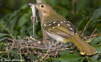 Nicator gularis (Eastern nicator, Yellow-spotted nicator) 
