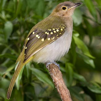 Nicator gularis (Eastern nicator, Yellow-spotted nicator) 