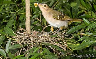 Nicator gularis (Eastern nicator, Yellow-spotted nicator) 