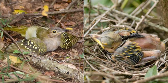Nicator gularis (Eastern nicator, Yellow-spotted nicator) 