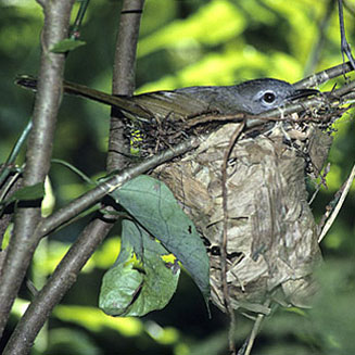 Phyllastrephus flavostriatus (Yellow-streaked greenbul, Yellow-streaked bulbul)