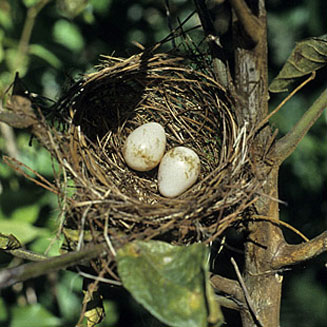 Andropadus importunus (Sombre bulbul)