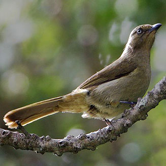 Andropadus importunus (Sombre bulbul)
