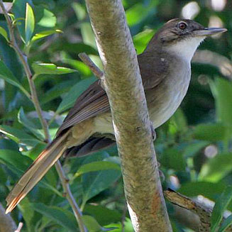 Phyllastrephus terrestris (Terrestrial brownbul, Terrestrial bulbul) 