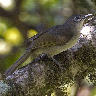Phyllastrephus flavostriatus (Yellow-streaked greenbul, Yellow-streaked bulbul)