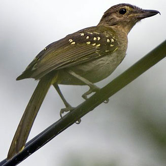 Nicator gularis (Eastern nicator, Yellow-spotted nicator) 