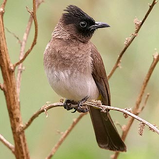 Pycnonotus tricolor (Dark-capped bulbul, Black-eyed bulbul) 