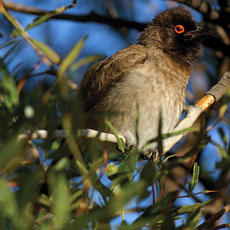 Pycnonotus nigricans (African red-eyed bulbul, Red-eyed bulbul)