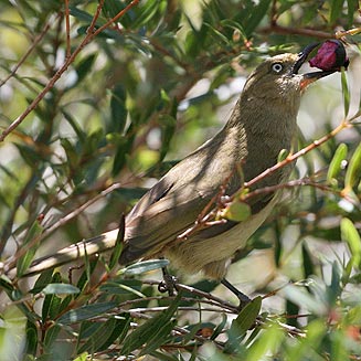 Andropadus importunus (Sombre bulbul)