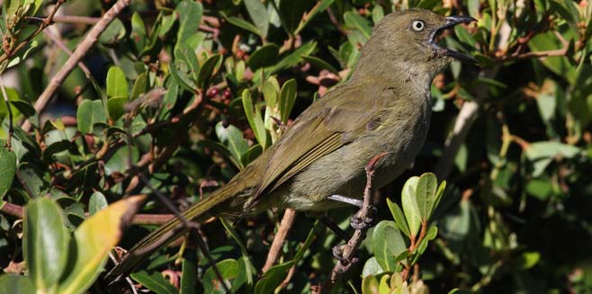 Andropadus importunus (Sombre bulbul)