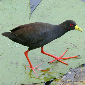 Porzana flavirostra (Black crake)