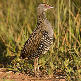 Crecopsis egregia (African crake) 