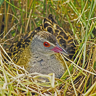 Crecopsis egregia (African crake)