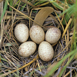 Porzana flavirostra (Black crake)