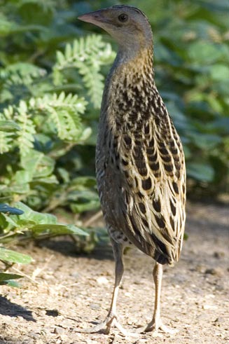 Crex crex (Corn crake, Corncrake)