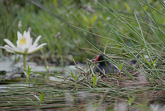Gallinula chloropus (Common moorhen)