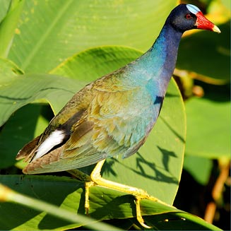 Porphyrio martinicus (American purple gallinule)&nbsp;