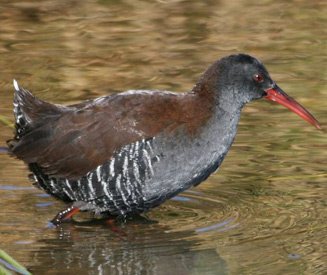 Rallus caerulescens (African rail)&nbsp;