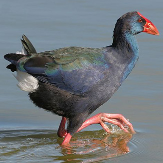 Porphyrio madagascariensis (African purple swamphen, Purple gallinule)