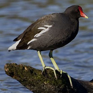 Gallinula chloropus (Common moorhen)
