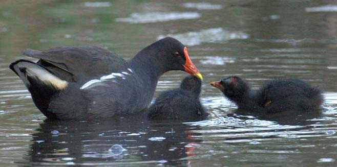 Gallinula chloropus (Common moorhen)