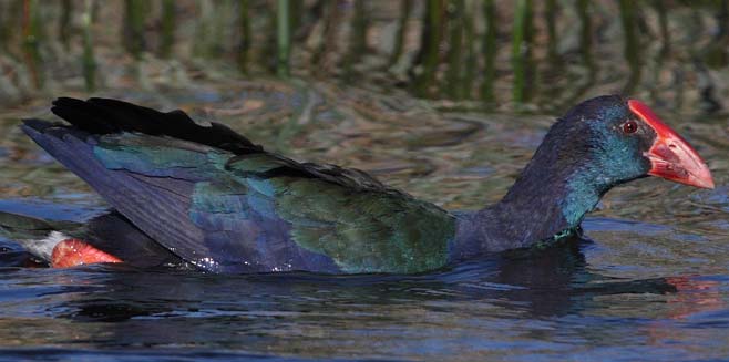 Porphyrio madagascariensis (African purple swamphen, Purple gallinule)