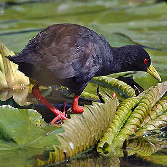 Porzana flavirostra (Black crake)