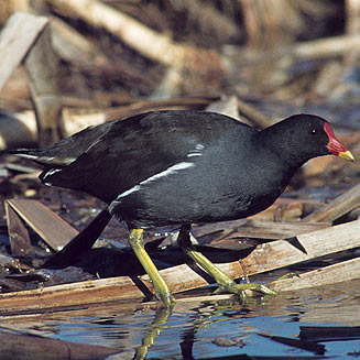 Gallinula chloropus (Common moorhen)