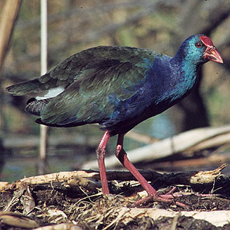 Porphyrio madagascariensis (African purple swamphen, Purple gallinule)