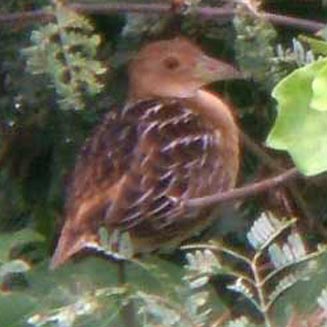 Aenigmatolimnas marginalis (Striped crake)
