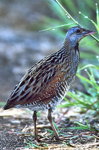 Crex crex (Corn crake, Corncrake)