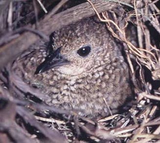 Sarothrura elegans (Buff-spotted flufftail) 