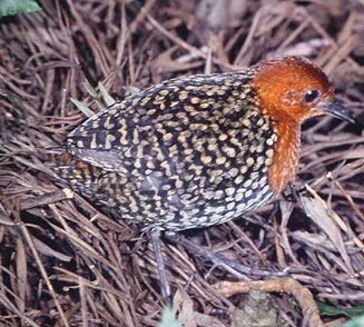 Sarothrura elegans (Buff-spotted flufftail) 